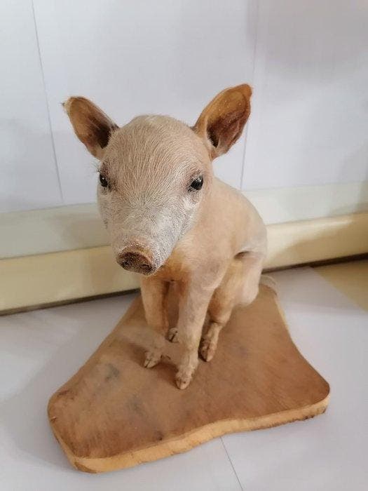 Varken Taxidermie volledige montage - Sus Scrofa domesticus, Collections, Collections Animaux