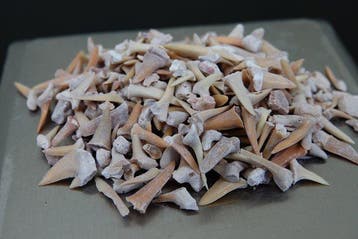 100 grammes de dents de requin fossiles --PAS DE PRIX DE