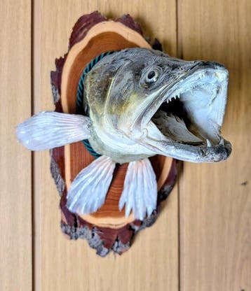 Zander Support de corps entier pour taxidermie - Sander, Nieuw