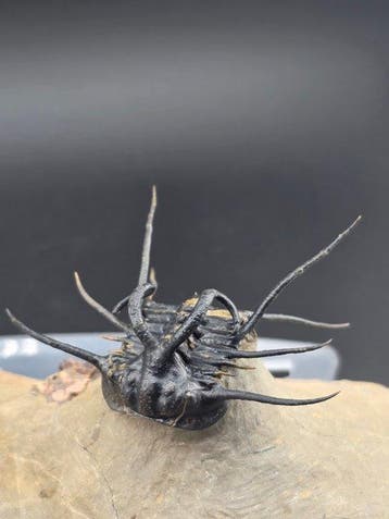 Trilobiet - Gefossiliseerd dier - Dicranurus Trilobite - 15