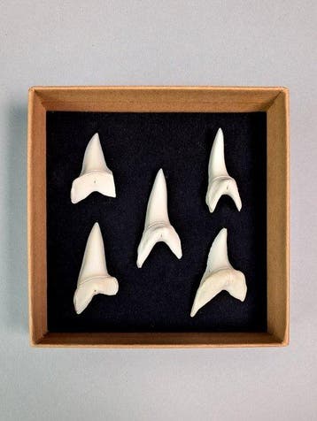 Set van 5 Mako-haaientanden (alleen EU-bieders) Bot - Isurus, Verzamelen, Nieuw