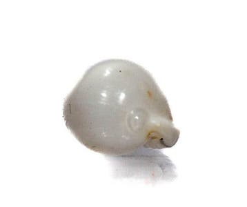Triviella millardi 18mm | Zeldzame Zuid-Afrikaanse rariteit, Verzamelen, Dierenverzamelingen, Nieuw