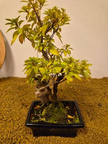 Azalea bonsai (Rhododendron) - Hoogte (boom): 35 cm - Diepte