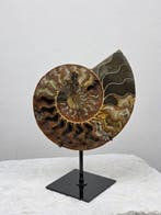 Ammoniet - Gefossiliseerd dier - Aioloceras (Cleoniceras)