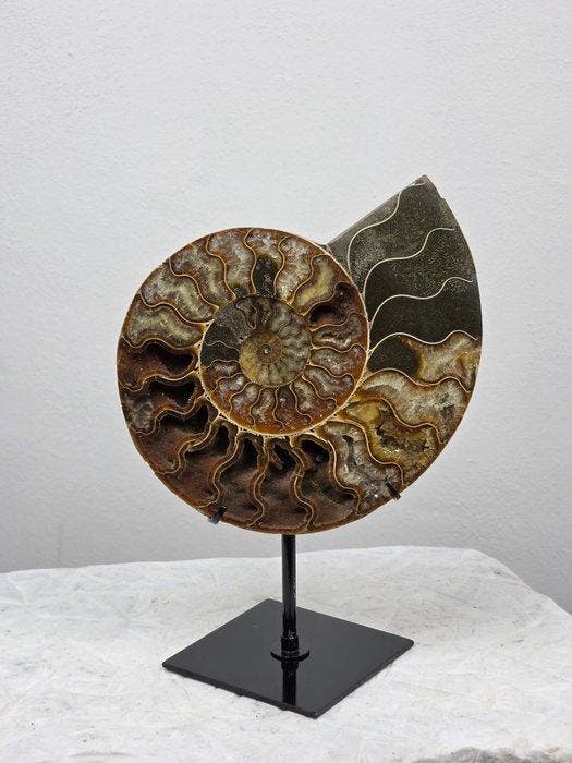 Ammoniet - Gefossiliseerd dier - Aioloceras (Cleoniceras), Collections, Minéraux & Fossiles