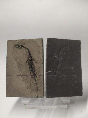Reptile marin - Animal fossilisé - Keichousaurus - 8 cm - 9