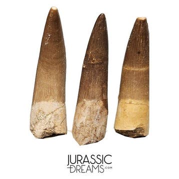 Set van 3 grote tanden van Zarafasaura oceanis