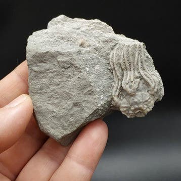 Crinoide - Gefossiliseerd dier - Arthroacantha carpenteri