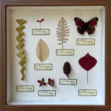 Verschillende planten en een vlinder. Taxidermie volledige