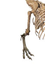 Dinosaurus - Fossiel skelet - REPLICA Carcharodontosaurus