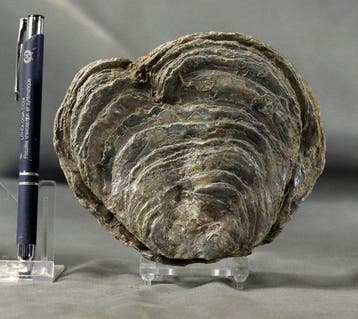 Grote oesterfossiel - - Gefossiliseerd dier - Gryphaea