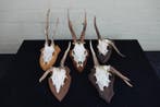 Roebuck anormal Crâne - Capreolus capreolus - 0 cm - 0 cm -, Collections, Collections Animaux