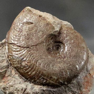 Fijne ammoniet met meerdere natuurlijke kleuren - -, Verzamelen