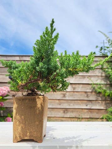 Jeneverbes bonsai (Juniperus) - Hoogte (boom): 11 cm -