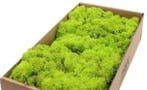 Rendiermos IJslandsmos Finlandsmos Lentegroen 500 gram, Nieuw