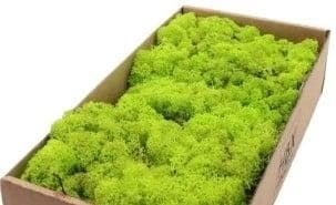 Rendiermos IJslandsmos Finlandsmos Lentegroen 500 gram, Nieuw