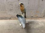 Karl Ens, Volkstedt - Statuette, roofvogels - 27 cm -, Antiek en Kunst