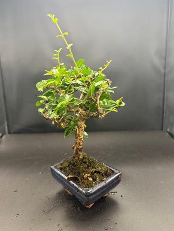 Fukien theeboom bonsai (Carmona retusa) - Hoogte (boom): 20
