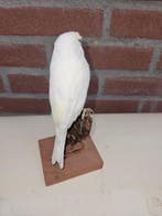 Prachtige witte kanarie Taxidermie volledige montage -, Verzamelen, Nieuw
