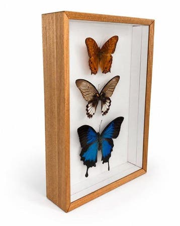Papillon Support mural pour taxidermie - Vindula arsinoe