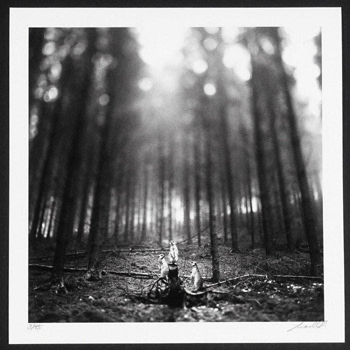 Frank Machalowski - No reserve - tierwald#92, Antiquités & Art, Art | Objets design