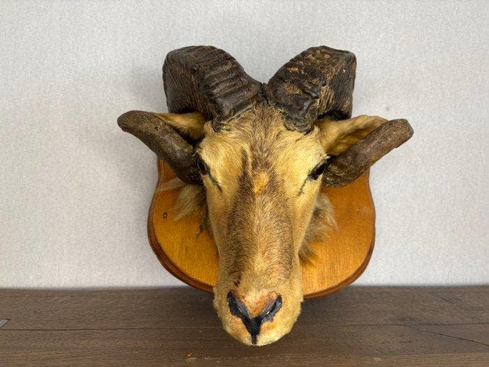 Mouflon Taxidermie hoofdmontage - Ovis orientalis - 35 cm -, Collections, Collections Animaux
