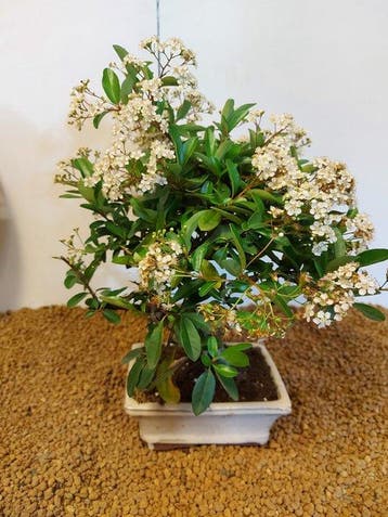 Vuurdoorn bonsai (Pyracantha) - Hoogte (boom): 30 cm -