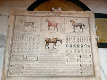 Anatomisch model - Papier - 1850-1900 - Anatomische plaat