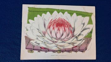 Louis van Houtte (Flore des Serres) - Complete Collection of