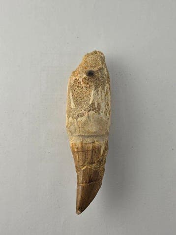 Mosasaurus - Fossiele tand - 12 cm (Zonder minimumprijs)