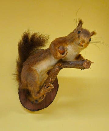 Écureuil Support de corps entier pour taxidermie - Sciurus, Nieuw