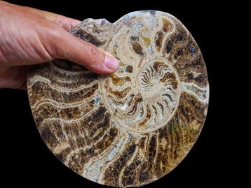 Ammoniet - Gefossiliseerde schelp - 23 cm - 21 cm