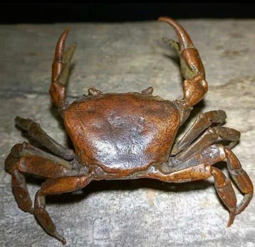 Ornement décoratif - Crabe en bronze vintage