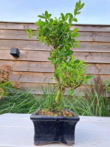 ilex bonsai (japanse hulst) - Hoogte (boom): 26 cm - Diepte