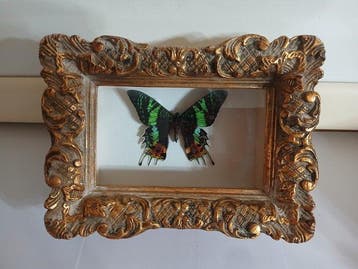 Papillon Support mural pour taxidermie - Anteo