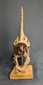 Spike the Oviraptor - Museumkwaliteit-replica - Fossiele