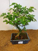 Bonsai tree - Morus - Hoogte (boom): 37 cm - Diepte (boom):