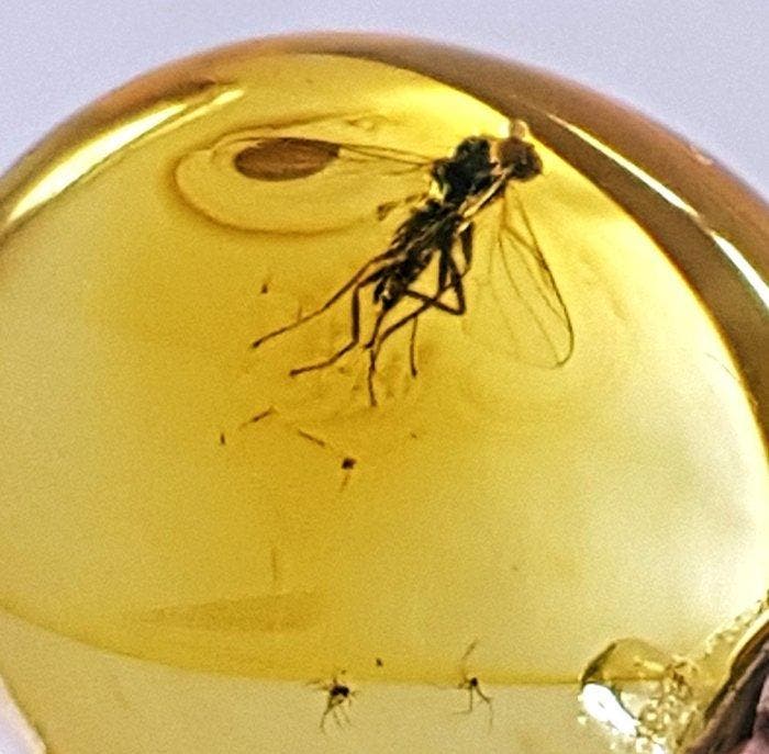 Zeldzame Baltisch barnsteenring met zichtbare, Collections, Minéraux & Fossiles