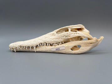 Nijlkrokodil Schedel van een reptiel - Crocodylus niloticus