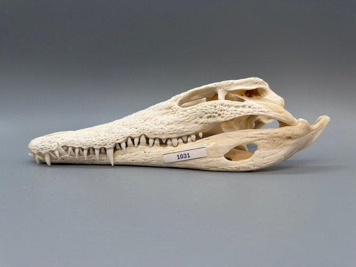 Nijlkrokodil Schedel van een reptiel - Crocodylus niloticus, Antiek en Kunst, Curiosa en Brocante