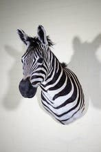 Zebra Head Taxidermie wandmontage - Equus quagga - 45 cm -, Nieuw