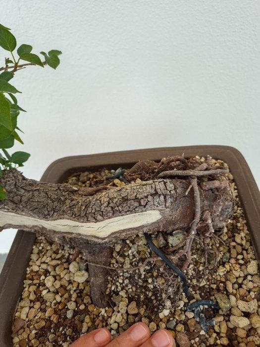 Bonsai van Prunus - Collectieonderdeel - Hoogte (boom): 32, Antiek en Kunst, Curiosa en Brocante