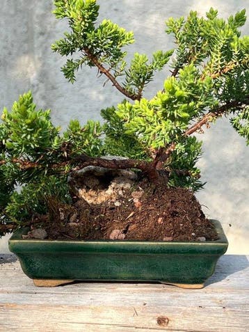 Jeneverbes bonsai (Juniperus) - Hoogte (boom): 30 cm -