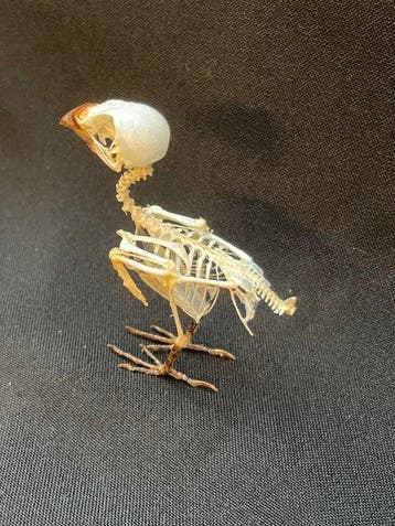 Javan Munia - Taxidermie volledige montage - Lonchura, Nieuw