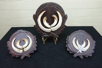 Trophées de défenses de sanglier Os - Sus scrofa - 0 cm - 0
