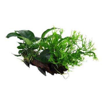 Microsorum sp. op kienhout met zuignap, Dieren en Toebehoren, Verzenden, Nieuw