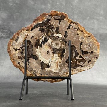 Magnifique tranche de bois pétrifié sur un socle