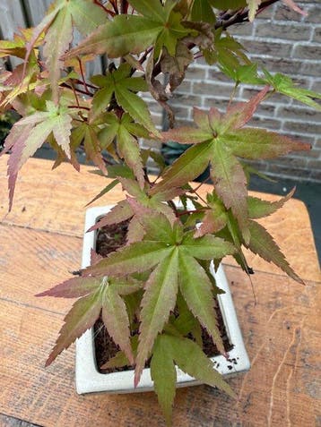 Japanese maple bonsai (Acer palmatum) - Hoogte (boom): 35 cm