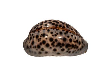 Grote Tijger-Cypraea: Cypraea tigris (99 mm) – Makelloses