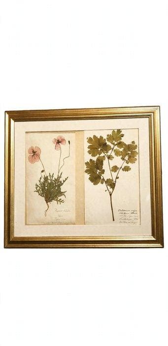 Carl Svanberg - Quadro herbarium ottocentesco - 1894-1896